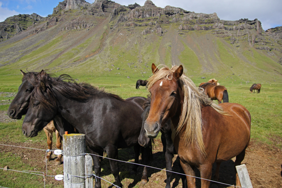 Iceland-horses1-websize