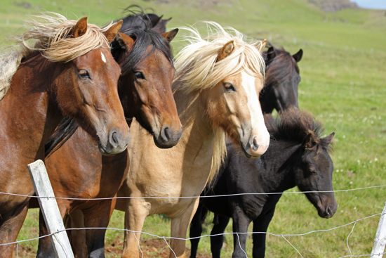 Iceland-horses2-websize